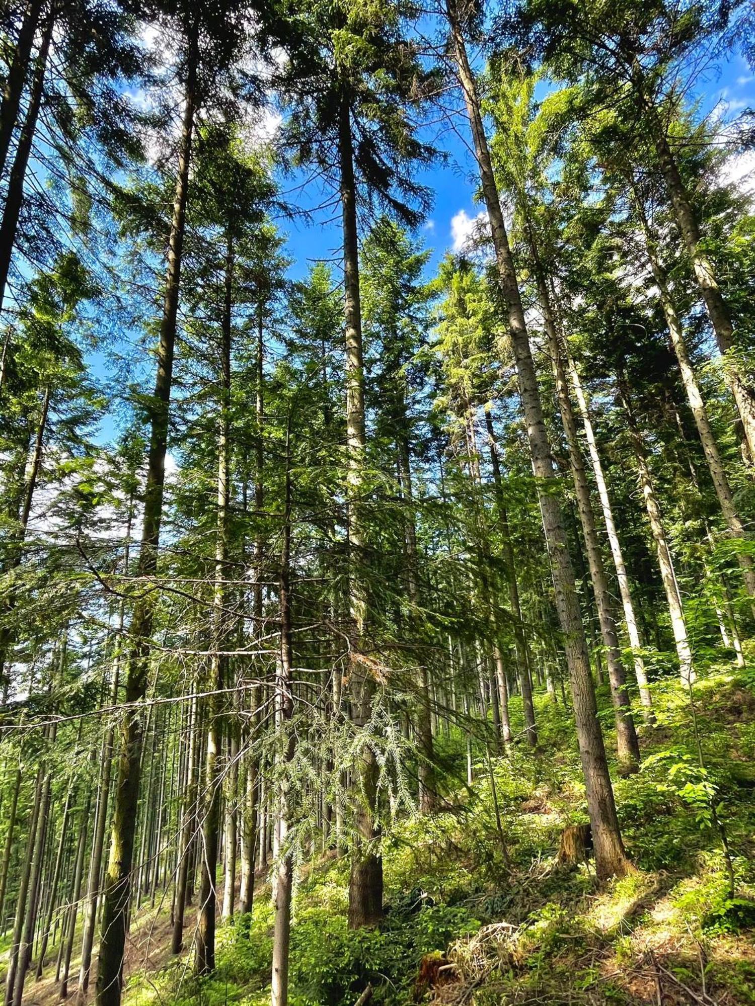 Przystanek Madejowa Villa Jeleśnia Dış mekan fotoğraf